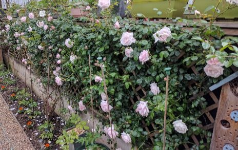 roses growing on a trellis