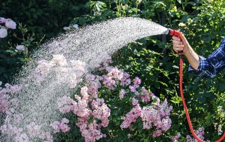 man watering hydrangeas