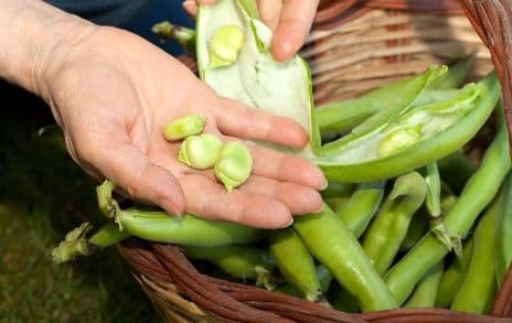 harvesting broad beans