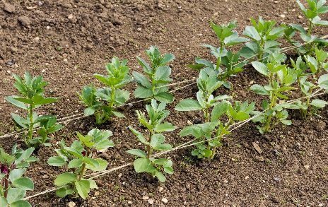 broad beans growing