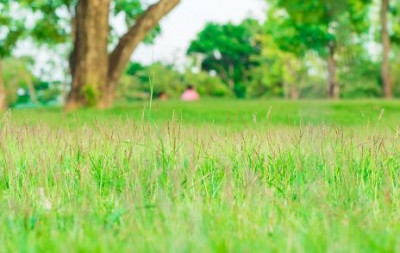 lawn