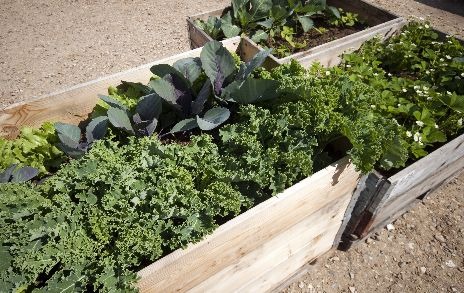 soil in raised beds