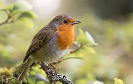 Winter robin