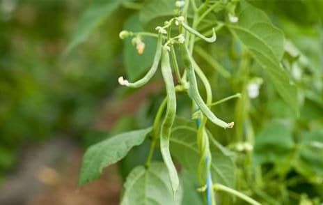 Young runner beans, with climbing vines