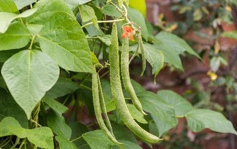 Runner beans on the vine