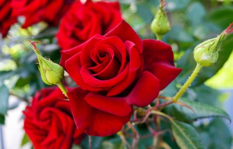 Large bush of red roses on a background of nature.