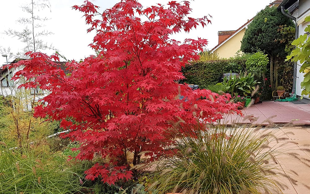 Acer (Japanese maple)