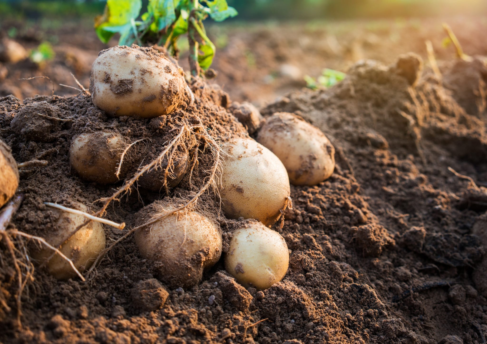 potatoes in the field