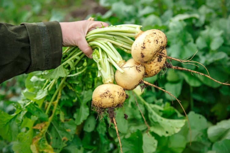 female hand holding young turnips up close