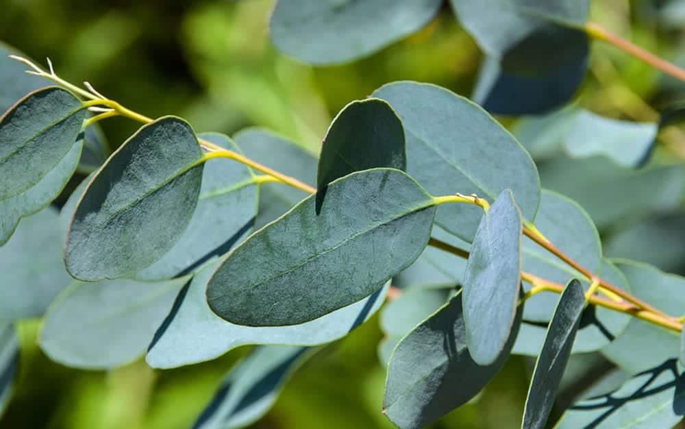 Eucalipto Las mejores plantas para suelos arcillosos - Ramas-de-lavanda-en-bebida-de-limon
