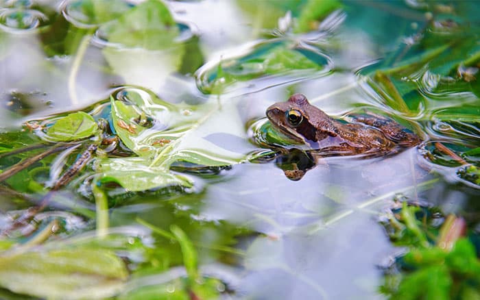 A guide to attracting frogs to your garden pond - David Domoney