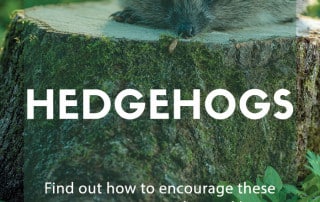 Hedgehogs garden