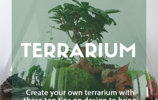 make a terrarium