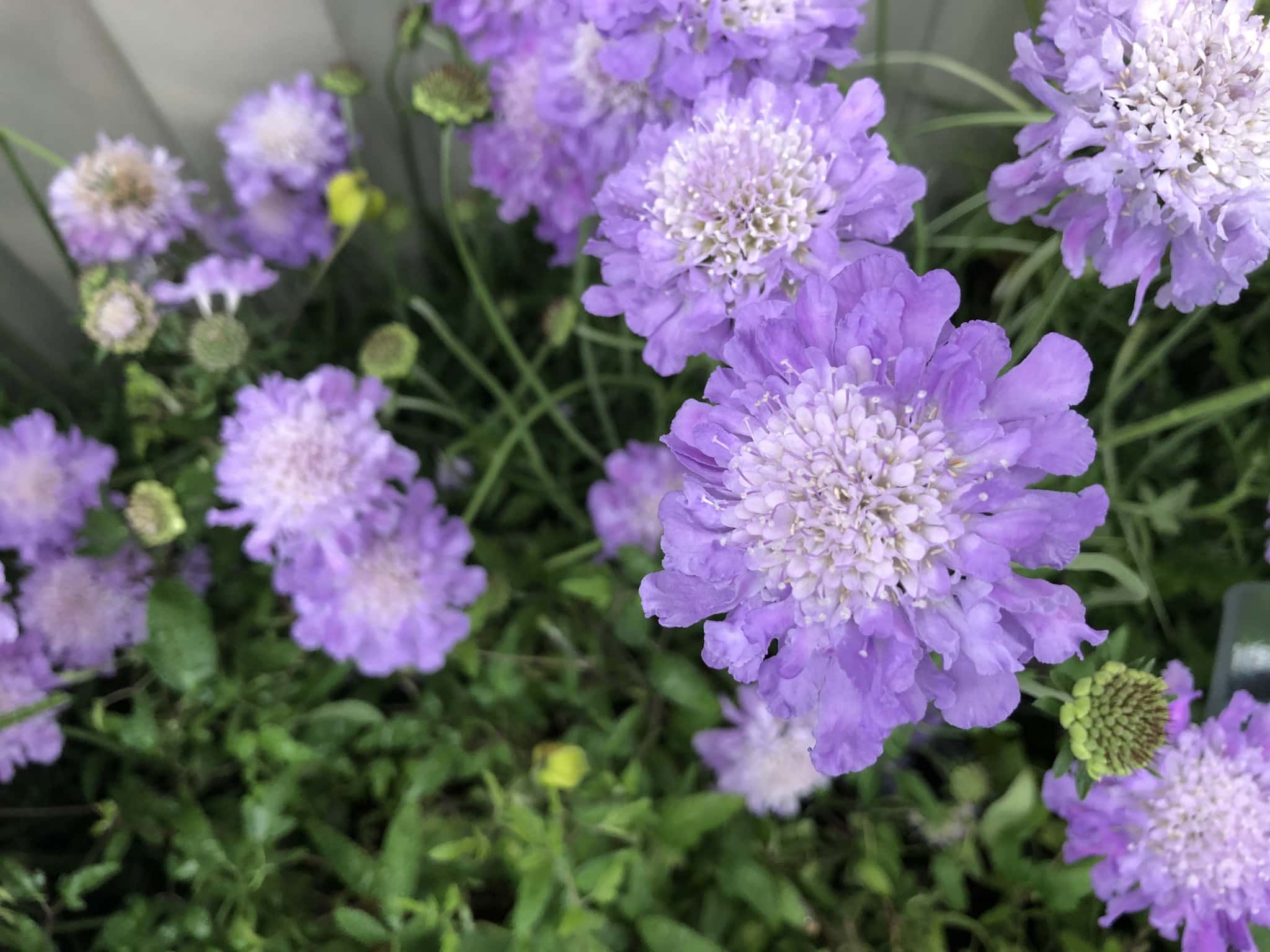 Flowers-decorating-cake