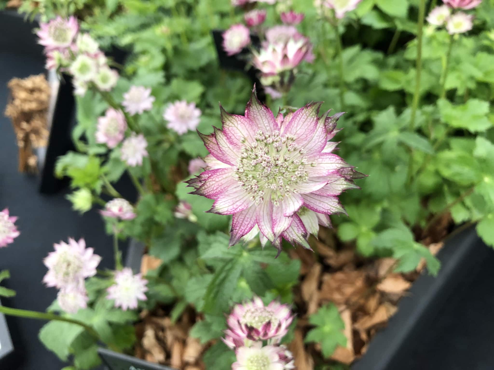 Flowers-decorating-cake