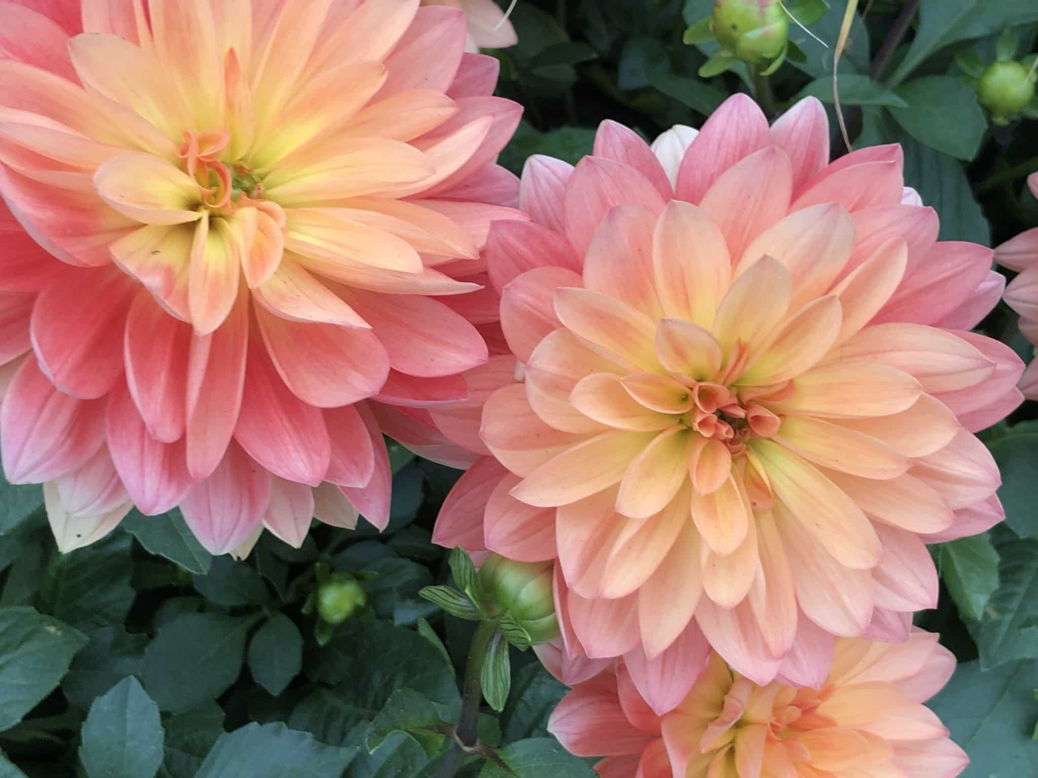 Flowers-decorating-cake