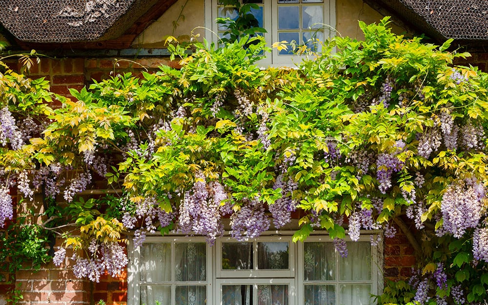 Large-shrub-wisteria