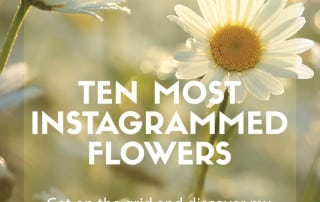 instagram flowers