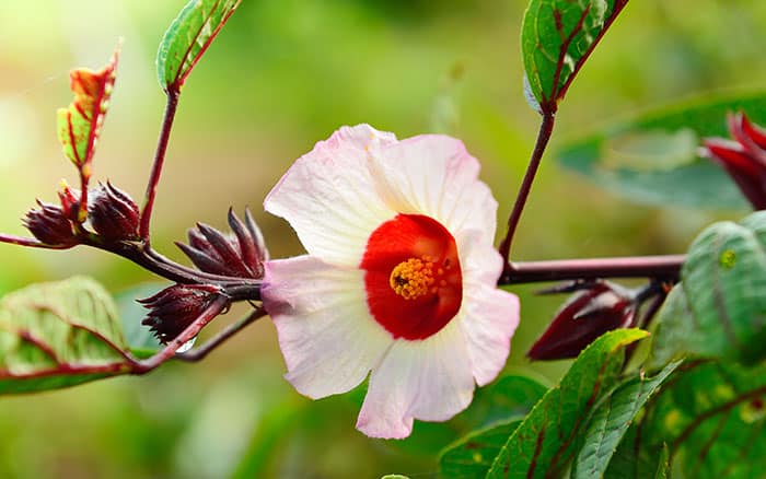 Rose-petal-salad-2