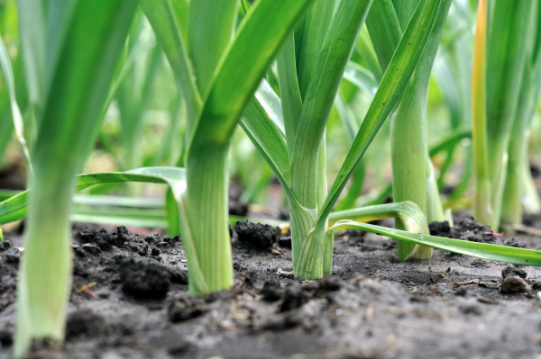 organically cultivated leek plantation Lavender-sprigs-in-lemon-drink