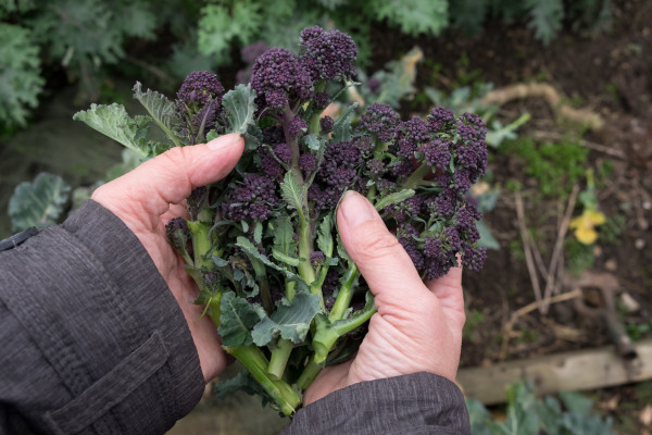 Hands holding fresh picked purple sprouting broccoli Rose-petal-salad-2