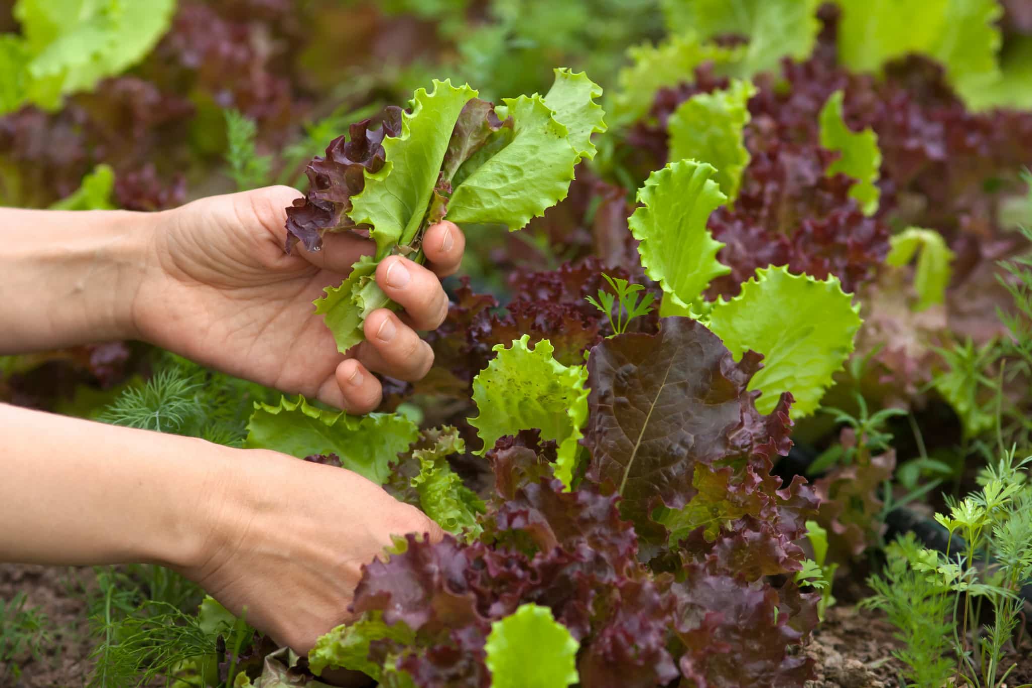 GROMAT Mr Fothergill's Grow Your Own Salad Mat A garden on mat 