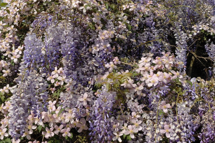 Lavender-sprigs-in-lemon-drink