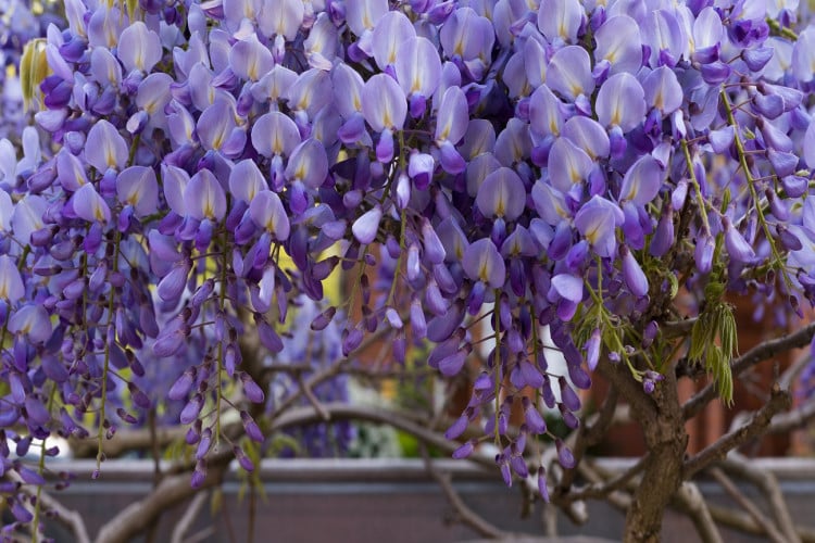 Lavender-sprigs-in-lemon-drink