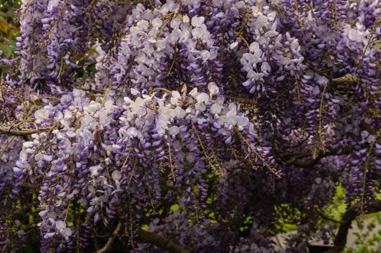 Lavender-sprigs-in-lemon-drink