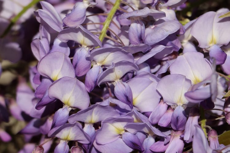 Lavender-sprigs-in-lemon-drink