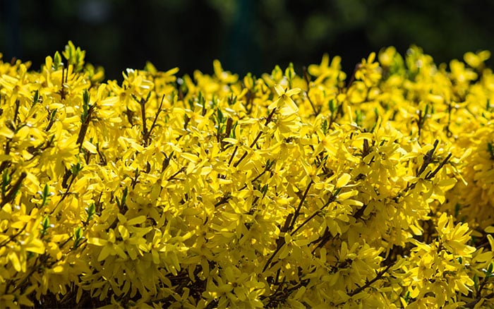 Marigolds-in-salad