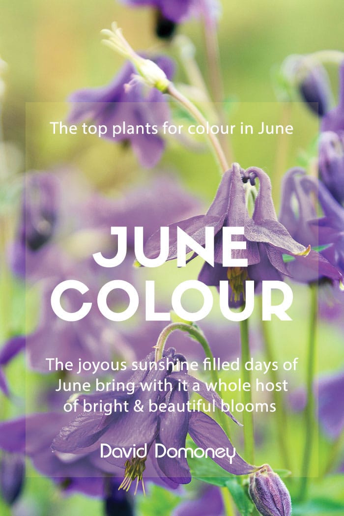 june colour