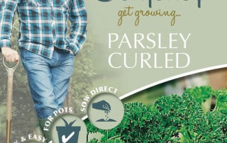 parsley curled