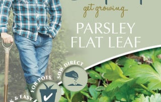 parsley flat leaf