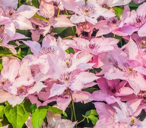 How to create a clematis wigwam - David Domoney