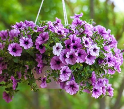 Hanging basket