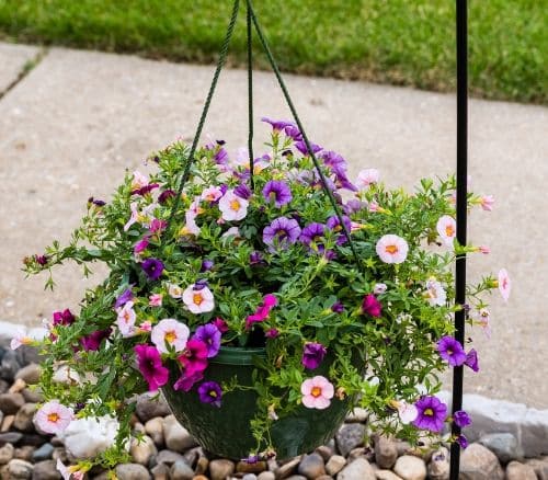 Hanging basket