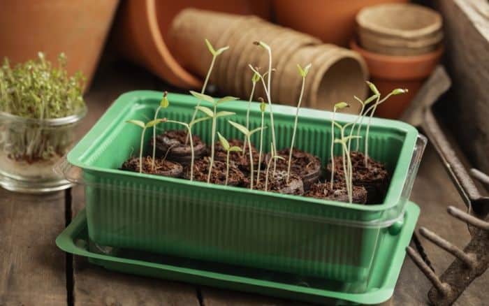 Seedlings in a tray