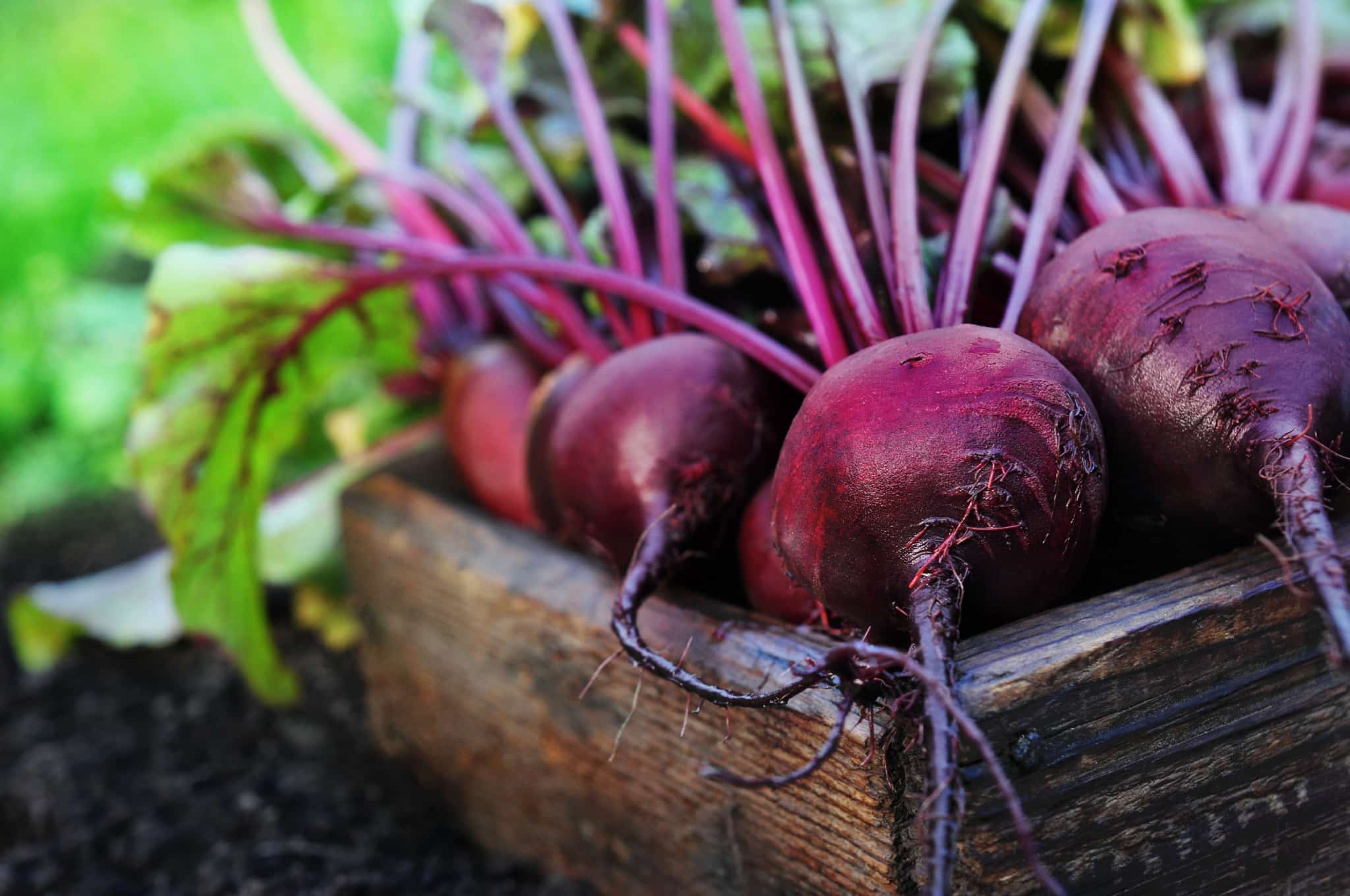 fresh radishes