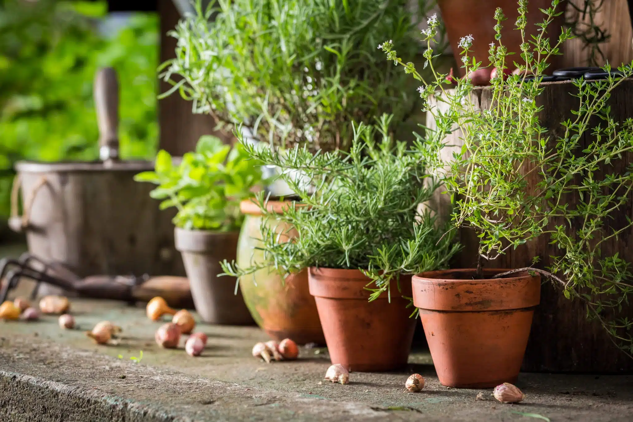 How to grow a winter herb garden and store the harvest