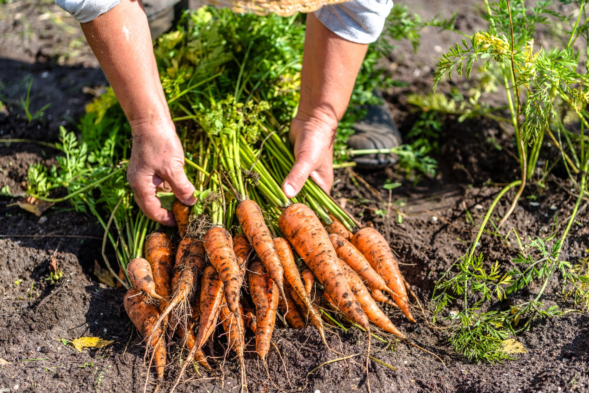 farmer holding carrots, fresh from the ground