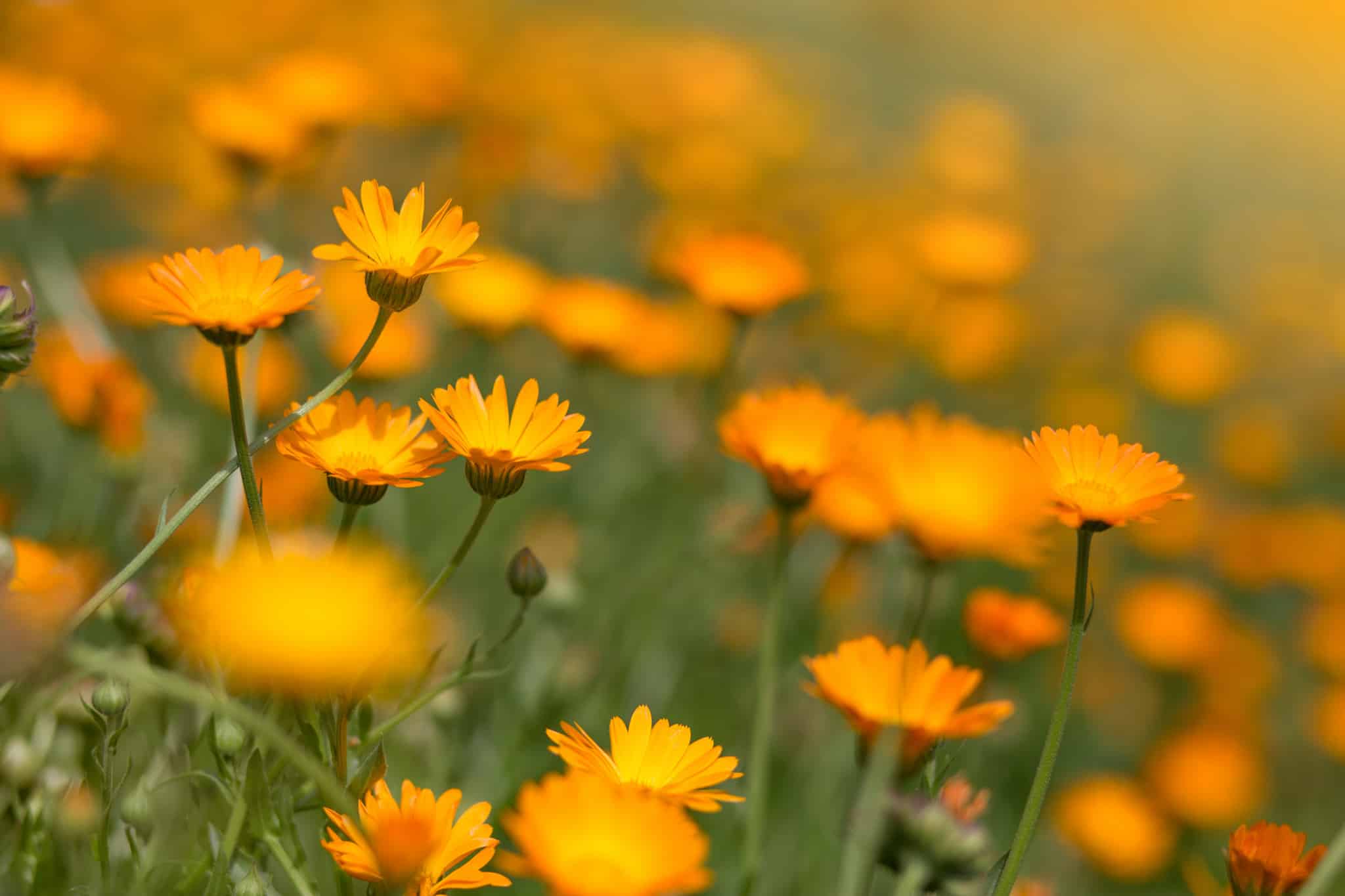 Nigella