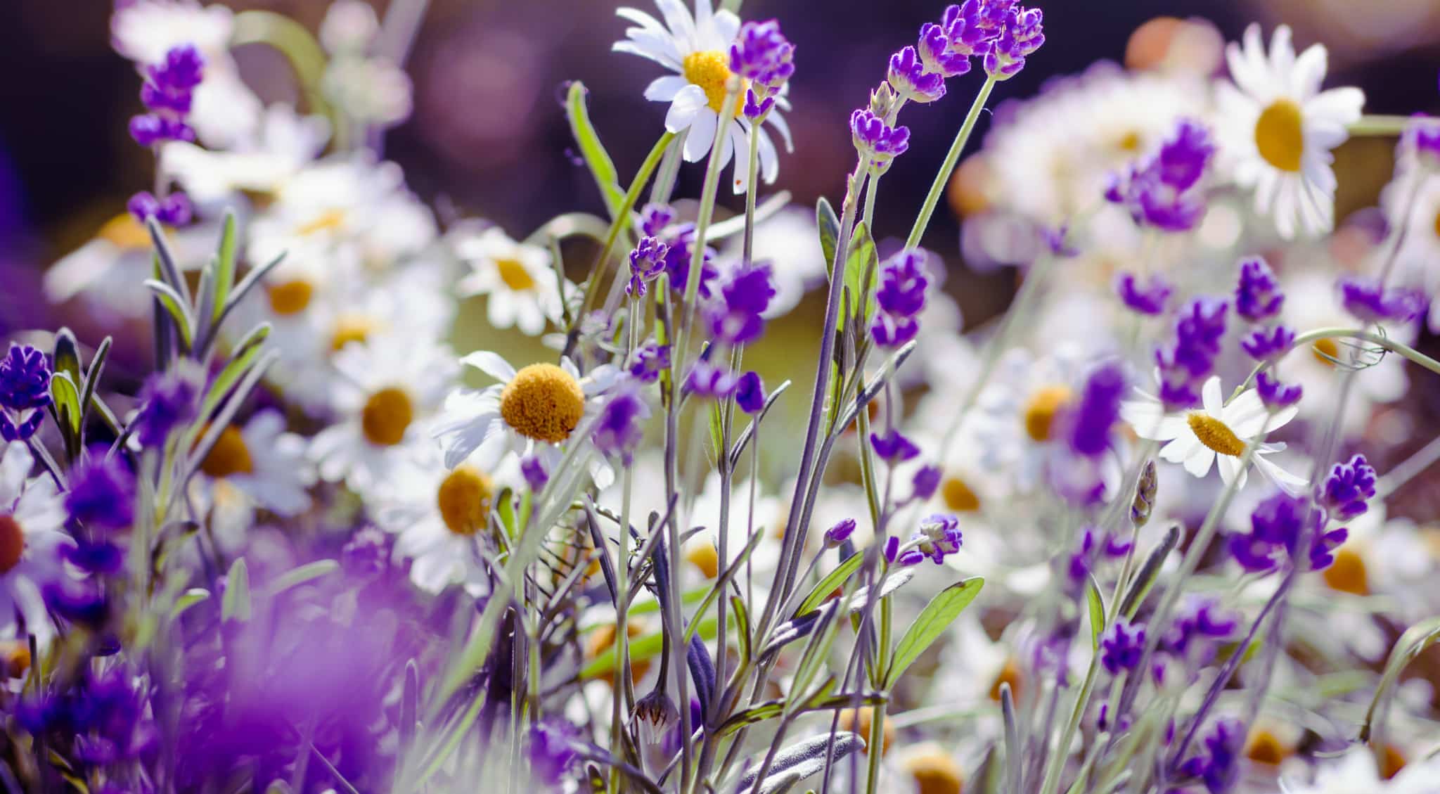 Lavender-sprigs-in-lemon-drink