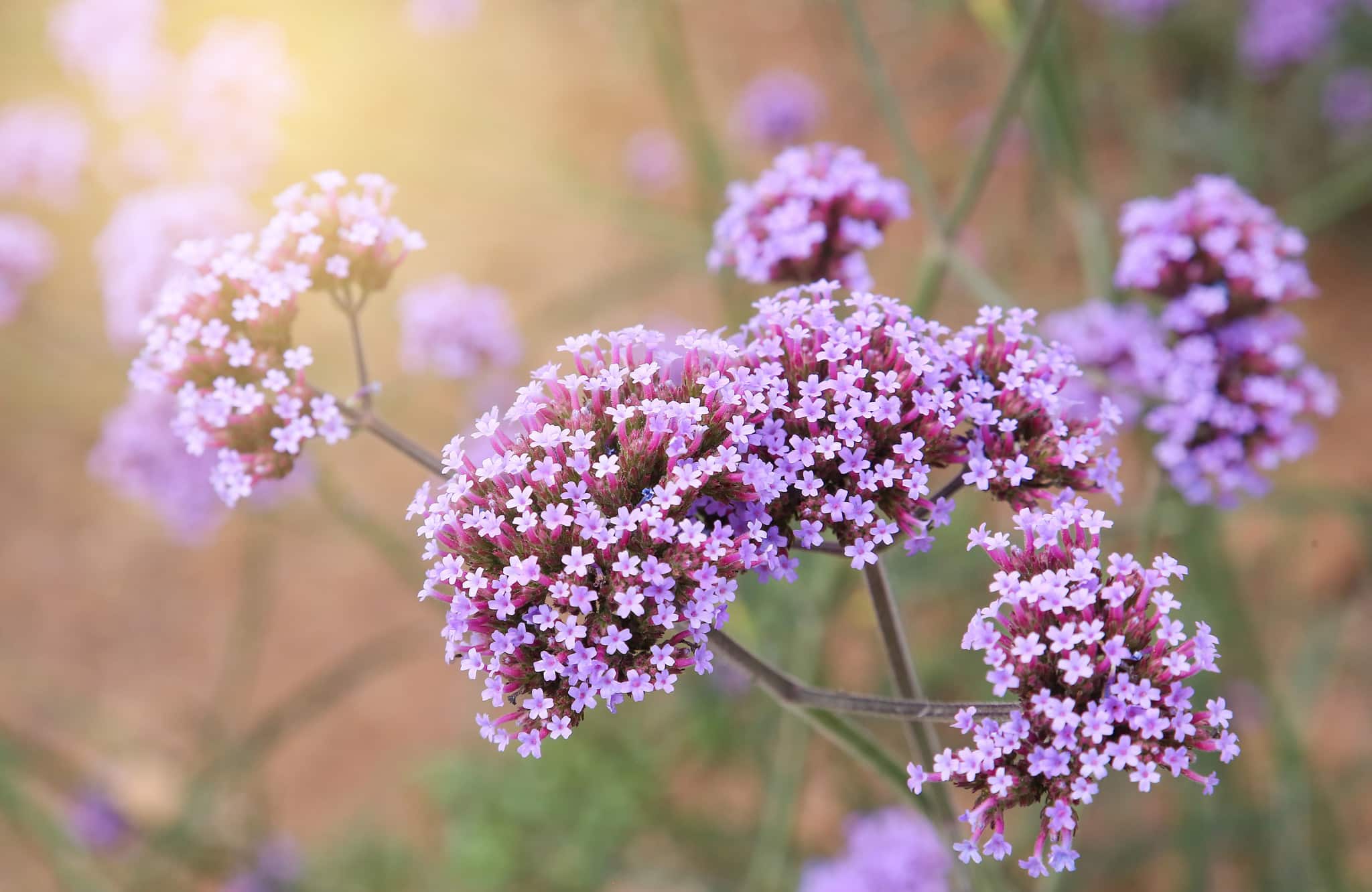 Phlox