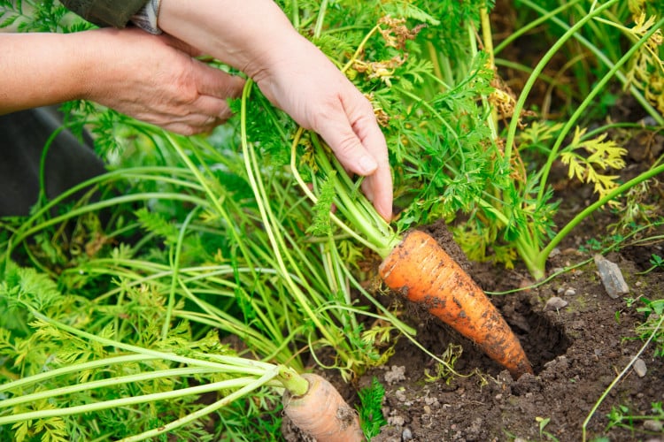 Hand dragging young carrot out of the ground