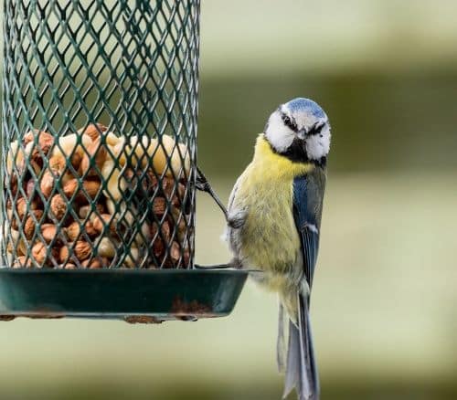 Eurasian Blue Tit eating food