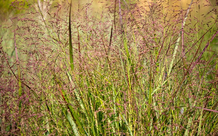 Panicum-virgatum-(switch-grass)-‘Squaw’ Rose-petal-salad-2