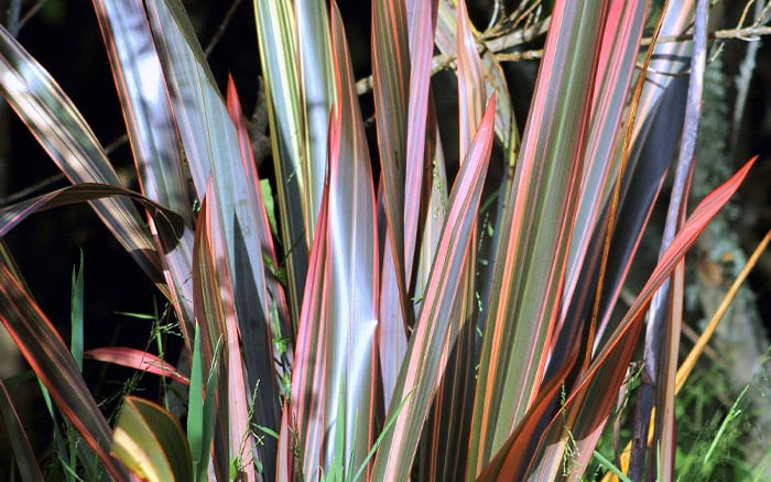 Phormium-(flax-lily)-‘Sundowner’ Rose-petal-salad-2