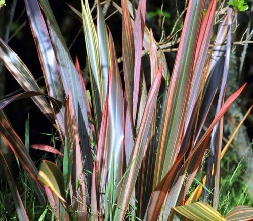 Phormium ‘Sundowner’