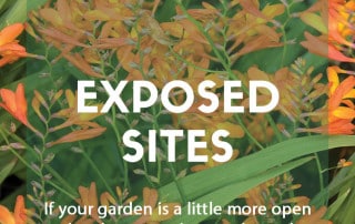 Ten plants for exposed sites and gardens